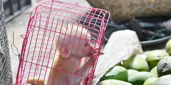 A small monkey in a tiny pink cage