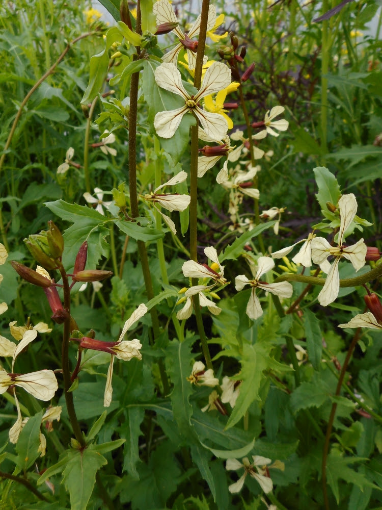 Rocket flowers taste deliciously of vanilla! Rocket flowers taste deliciously of vanilla!