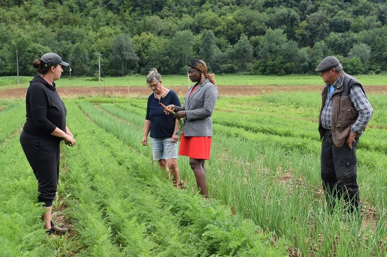 Les paysans ont perdu 2000 salades.