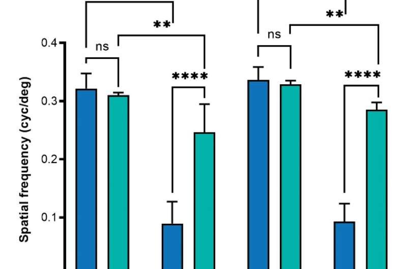 Scientists pinpoint genetic target with promise for treating many forms of blindness