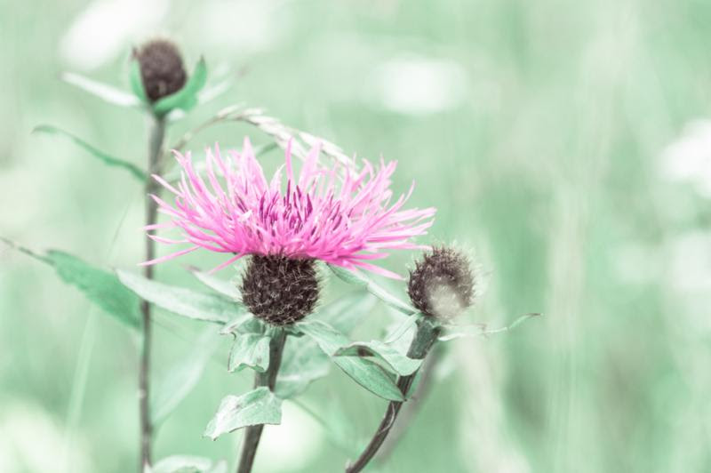 summer_meadow_flower.jpg