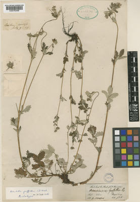A specimen from Kew's Herbarium