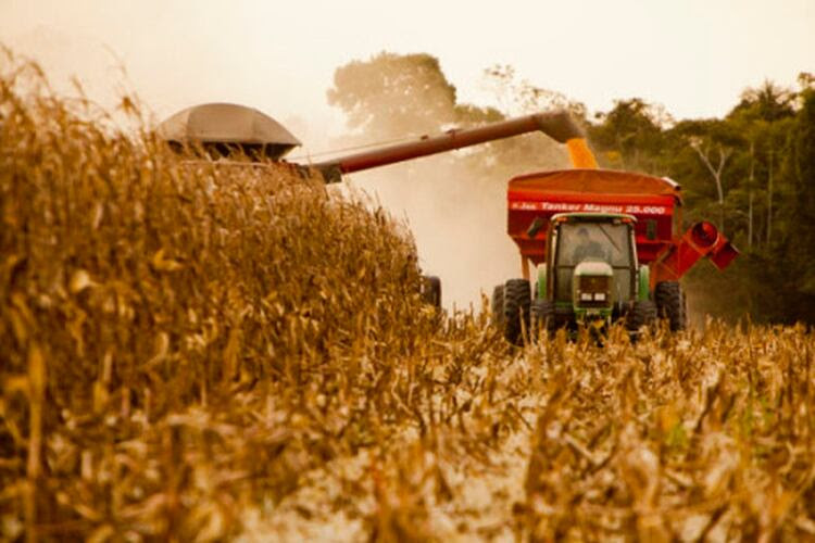 El maíz podría obtener su segunda mejor cosecha en rendimiento y producción, de la mano de una mayor inversión en tecnología por parte de los productores.