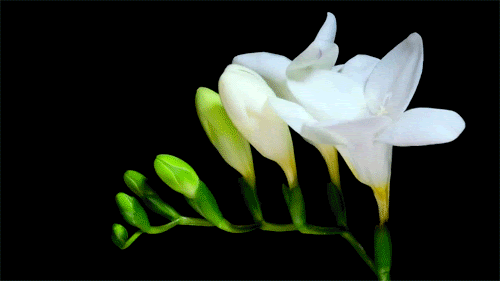 flowers animated GIF 