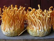 Cordyceps Sinensis MUSHROOM Mycelium 10.000 + fresh Spores $9.9O