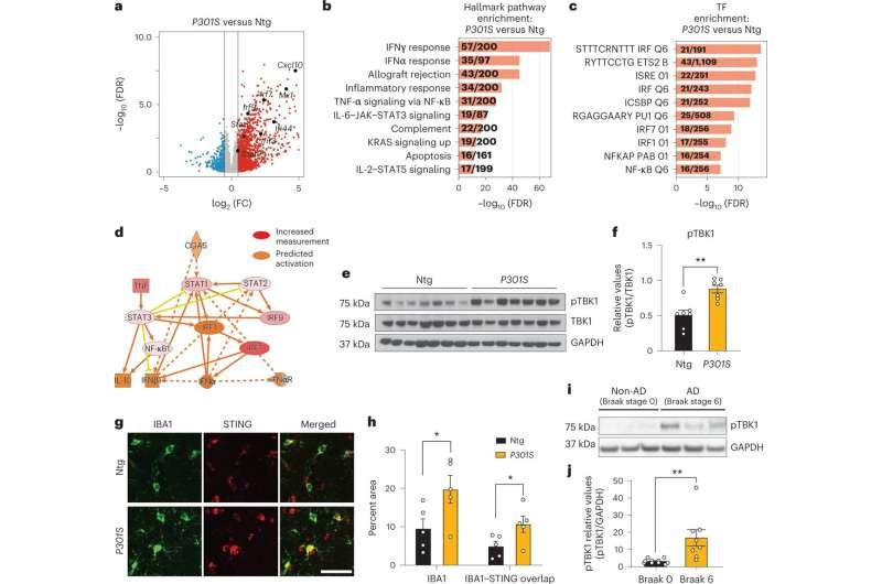 Interfering with antiviral pathway may deter Alzheimer's disease and frontotemporal dementia