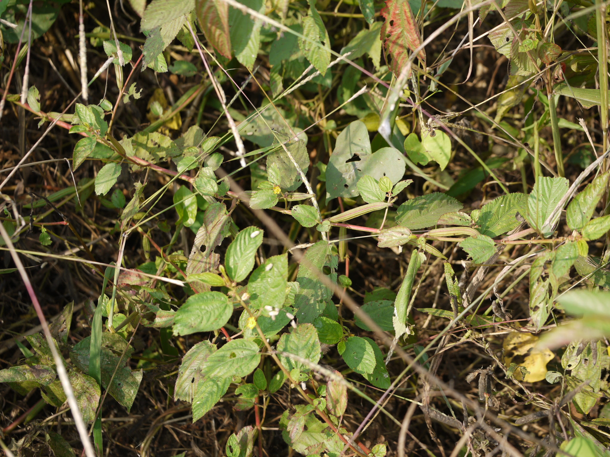 Corchorus olitorius L.