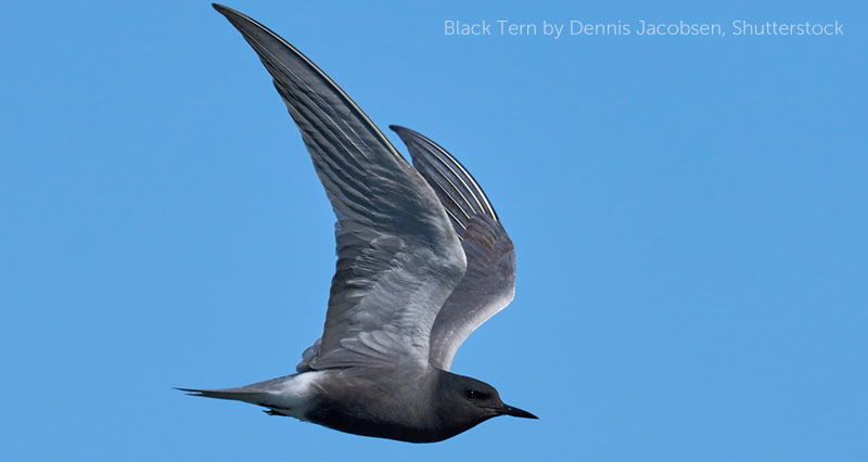 image of Black Tern by Dennis Jacobsen