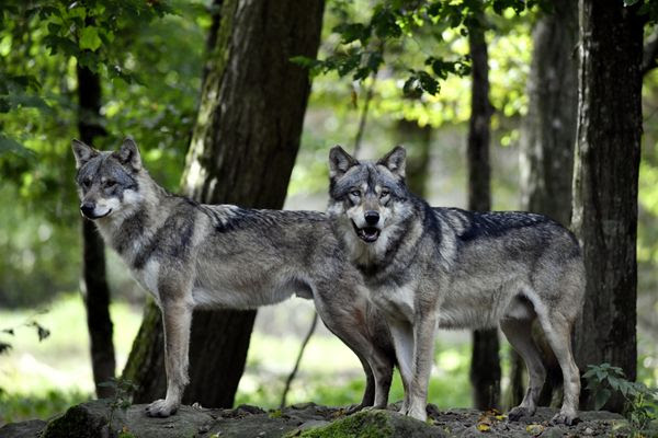Deux loups gris dans le parc animalier de Sainte-Croix en France.