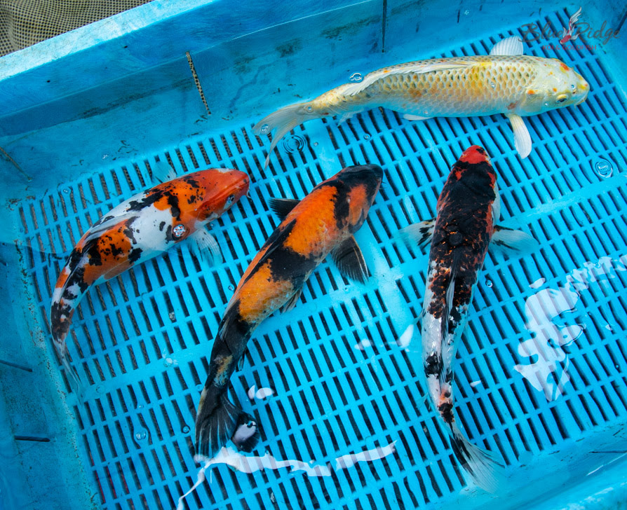 FOUR 12-14" PREMIUM KOI