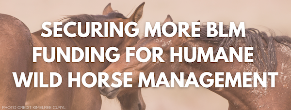 SECURING MORE BLM FUNDING FOR HUMANE WILD HORSE MANAGEMENT