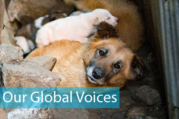Our Global Voices Blog