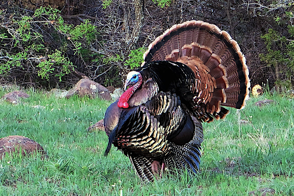 turkey gobbler report 2021