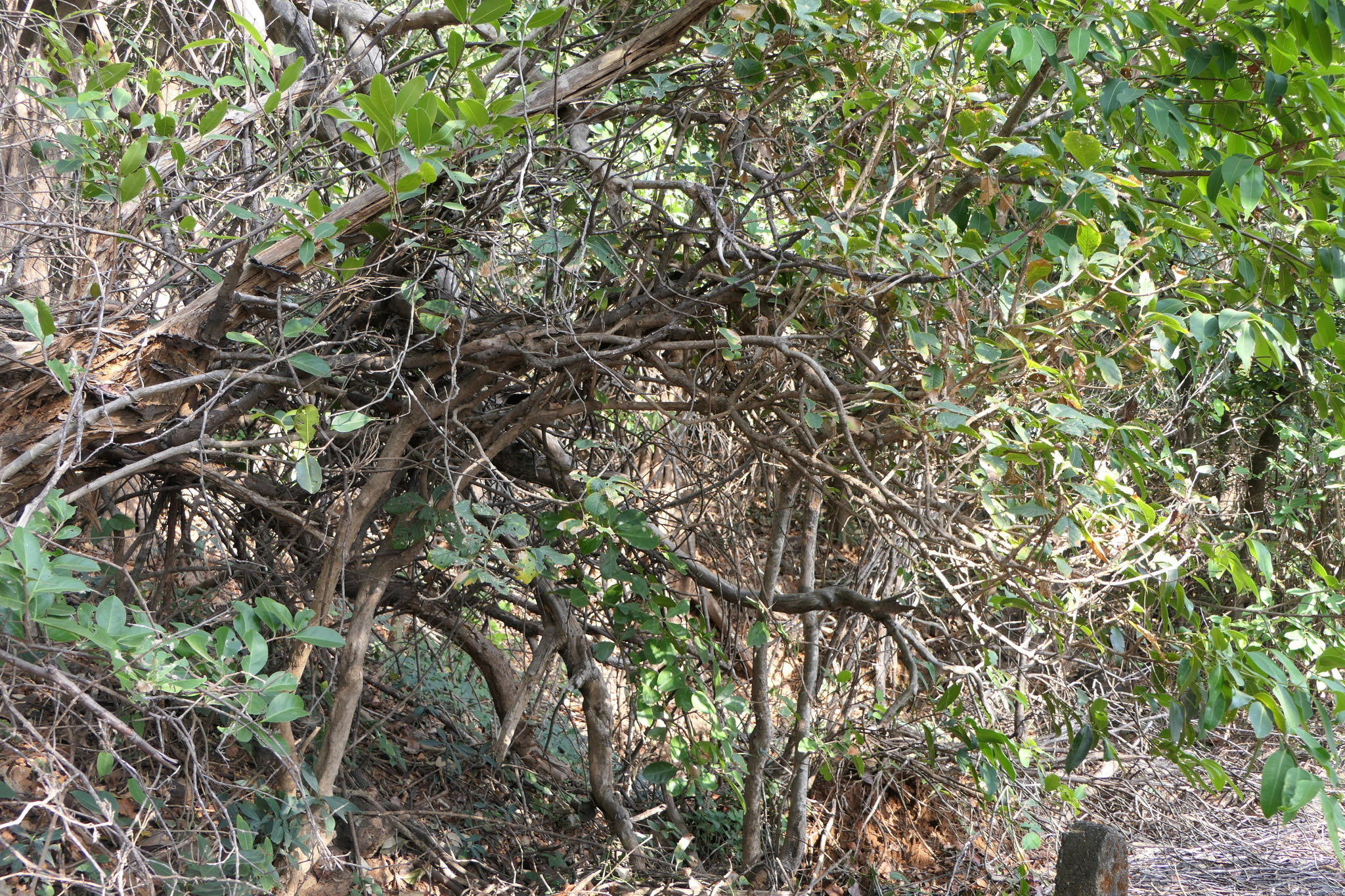 Pavetta crassicaulis Bremek.