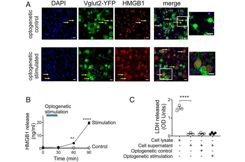 HMGB1 released from nociceptors mediates inflammation