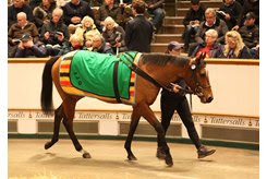 Signora Cabello in the ring at the Tattersalls December Mares Sale 