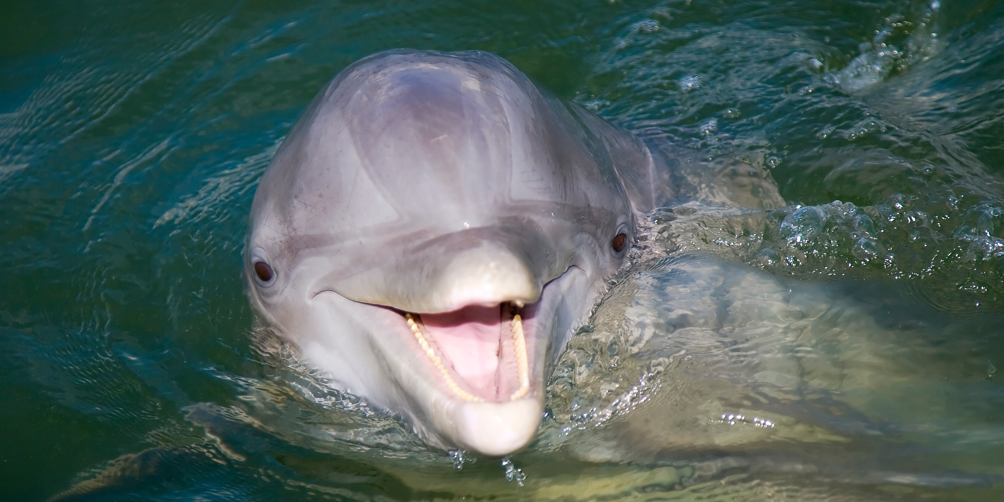A dolphin poking its head above dark, gray waters
