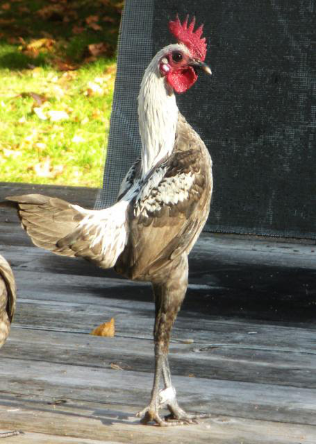 Gà không có một cọng lông, gà lùn, gà không đuôi và những loại gà kỳ lạ nhất trên thế giới - Ảnh 12.