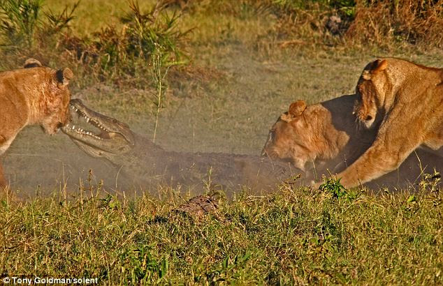 Three lionesses pounced on the aggressive beast