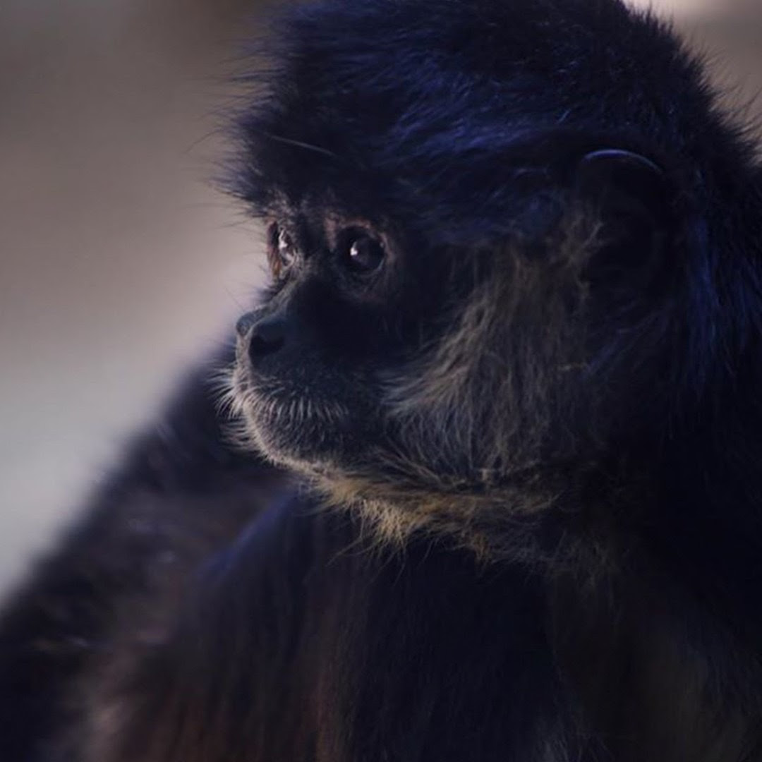 Side profile of the head of a dark spider monkey
