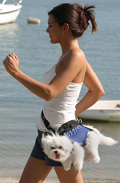 For the record, this is why I got a Spaniel mix instead of a yorkie - I want my dog to run with me, not ride along on my hip.
