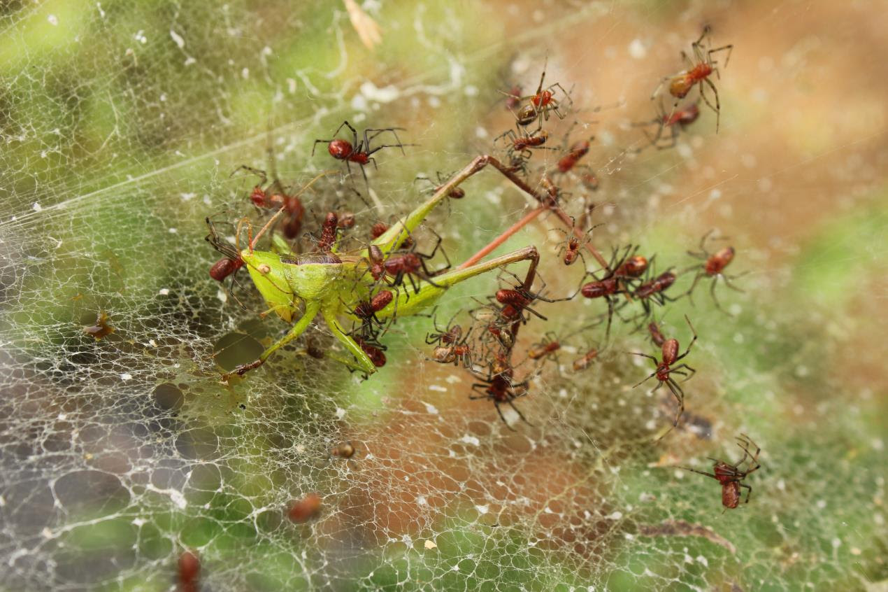 Social spiders catching prey cooperatively in Ecuador 