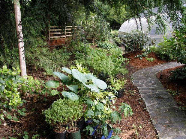 10 Garden Tips for Companion Planting, Increased Vegetable Yields and Natural Pest Control 