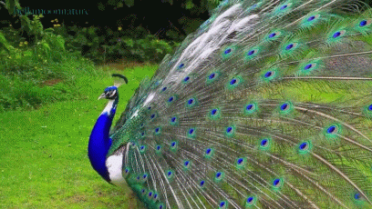Peacock Animation.