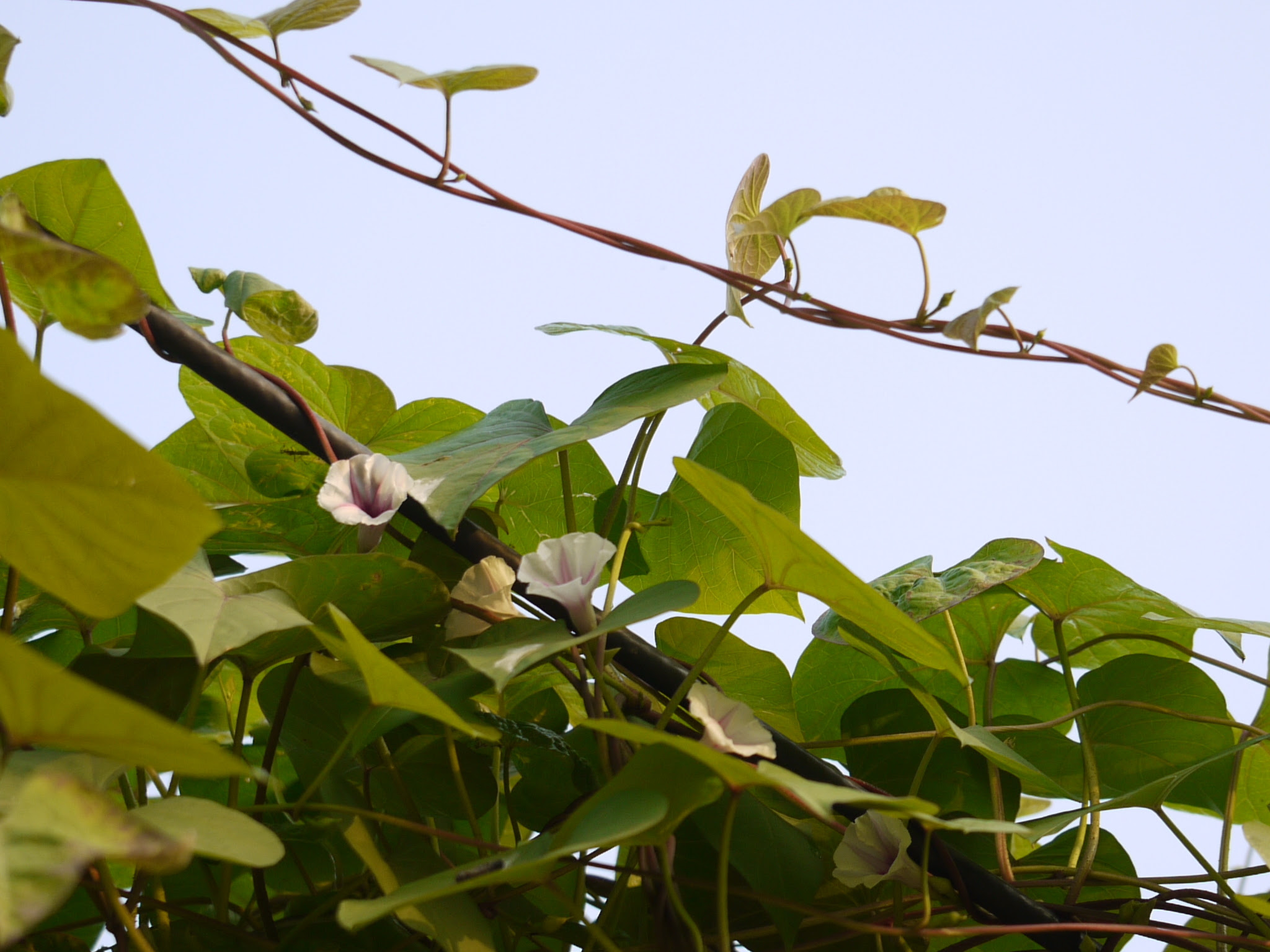 Ipomoea acanthocarpa (Choisy) Hochst. ex Schweinf. & Asch.