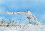 "S" is for Snowy Owl - Posted on Wednesday, January 21, 2015 by Andy Sewell