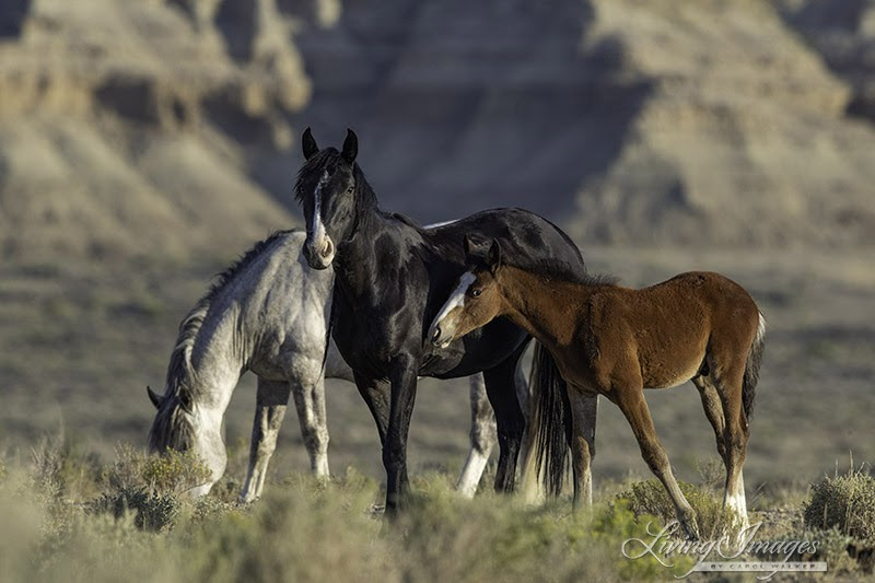 Protect the iconic wild horses of the Wyoming Checkerboard!