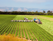 Photo of farmworkers in a field