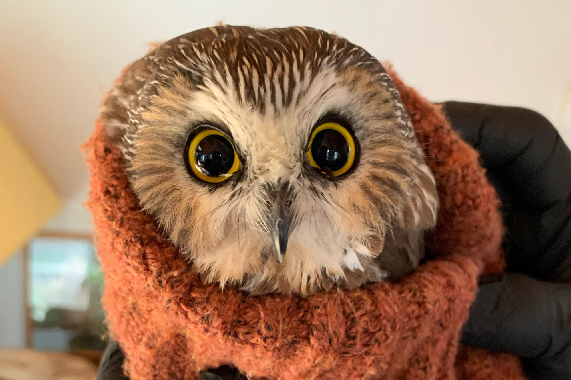 Rocky, the tiny owl rescued from the Rockefeller Center Christmas tree