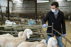 IFEMA, Mercamadrid, un hotel y una granja de ovejas: la gira de Casado para atacar al Gobierno en el confinamiento