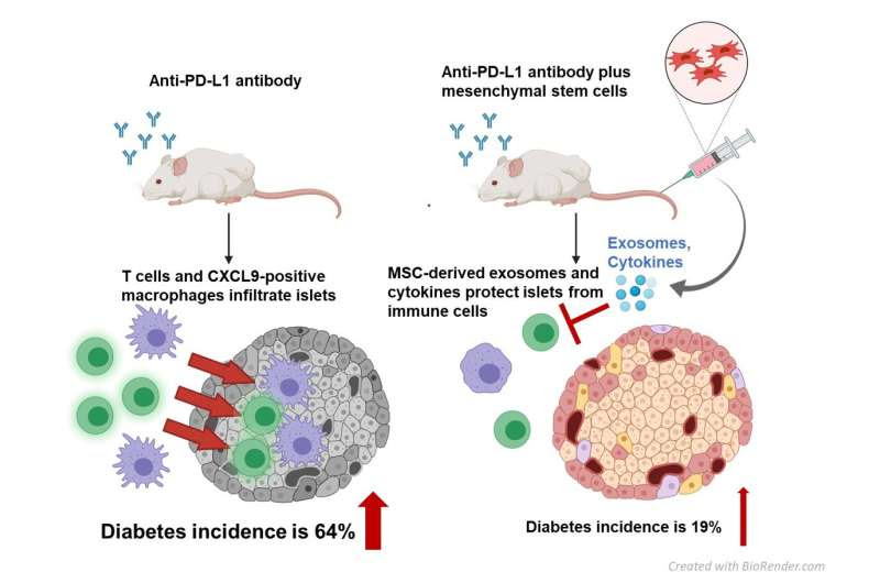 Stem cell therapy protects against the side effects of cancer drugs