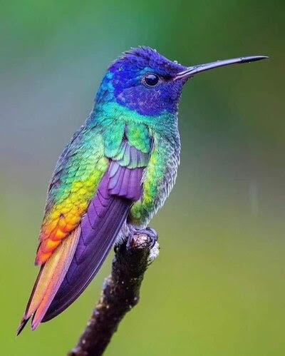 Hummingbird-all-colors