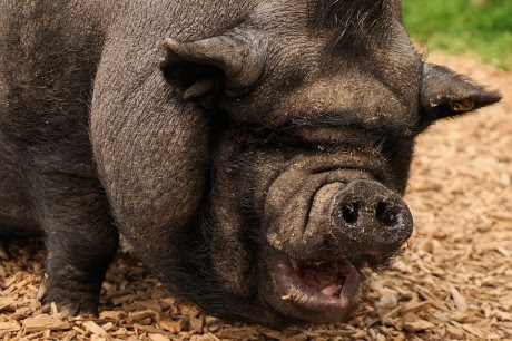 America The Pig - Public Domain