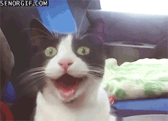 Image result for FUNNY MAKE GIFS MOTION IMAGES OF CATS SAYING 'WOE MY GOD!