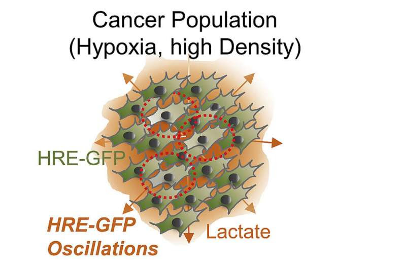 Reconsidering oxygen's role in growth of tumors