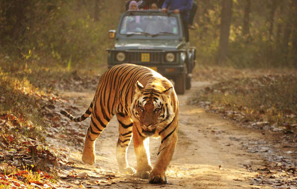 Il declino sconcertante nel numero di tigri in India è stato provocato principalmente dalla caccia praticata dai colonialisti e dai cacciatori d'élite, e non dai popoli indigeni che convivono da millenni con questo felino.