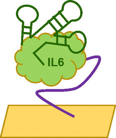 IL6sandwich IL6sandwich
