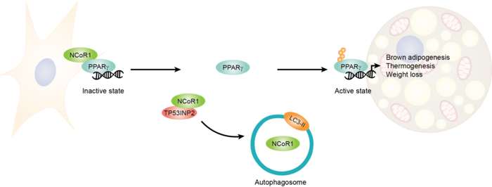 Autophagy-mediated NCOR1 degradation is required for brown fat maturation and thermogenesis