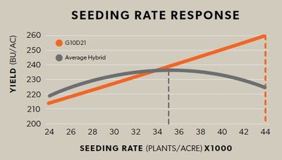 G10D21 yield response to seeding rate. Source: Syngenta. G10D21 yield response to seeding rate. Source: Syngenta.