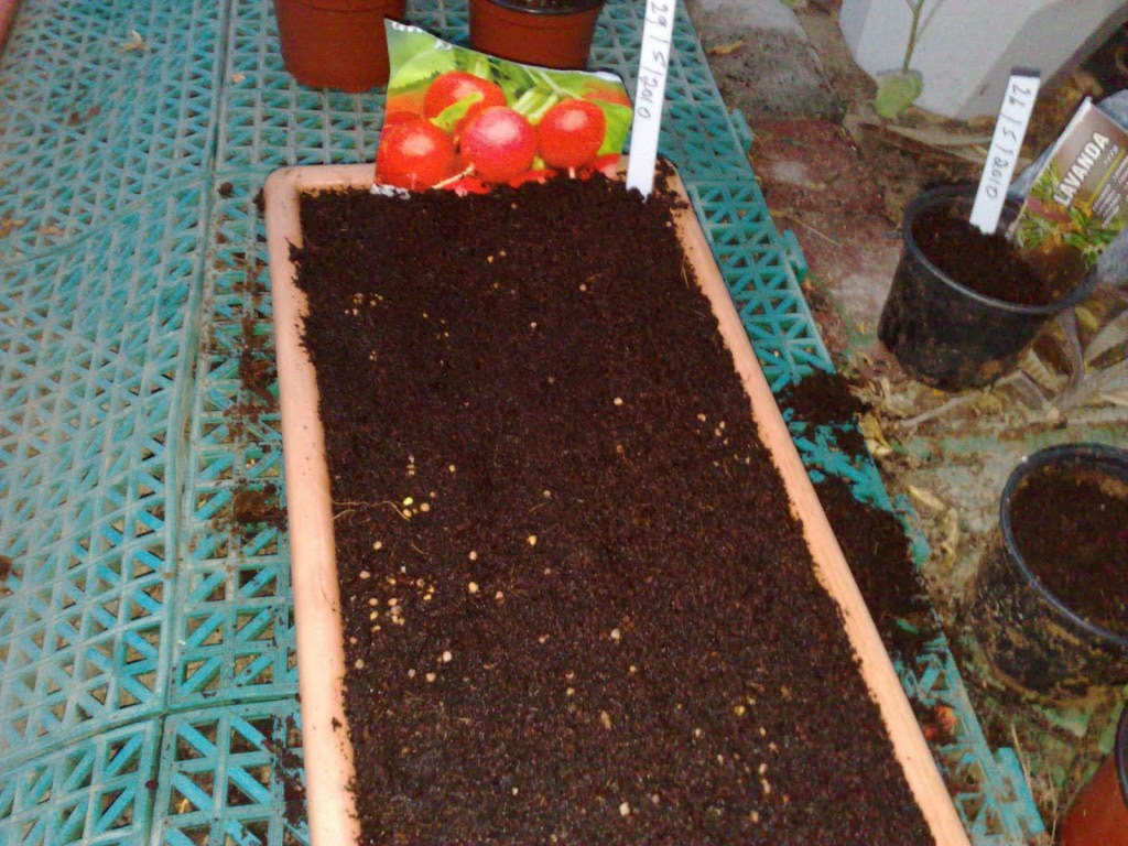 How to plant radish in a pot