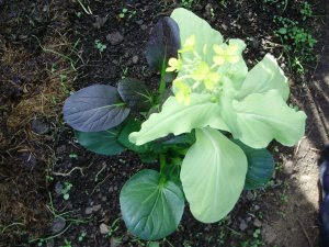 Pak Choi 'colour and Crunch' -shoots on lemon coloured plants flowering soonest - 2.10.14