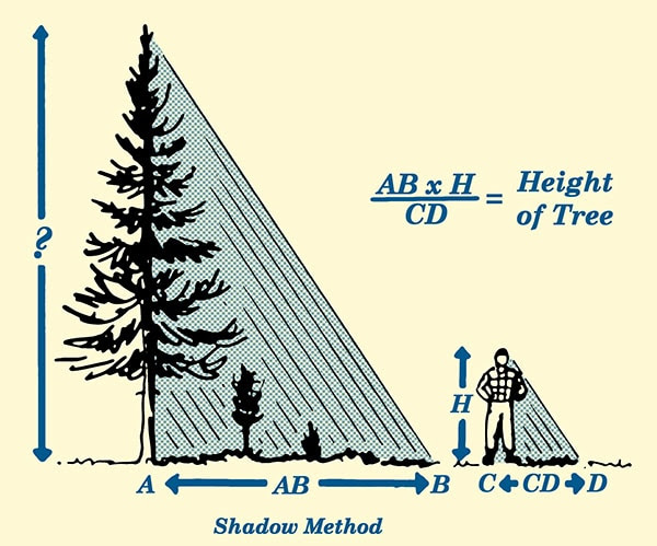 shadow method for estimating tree height illustration