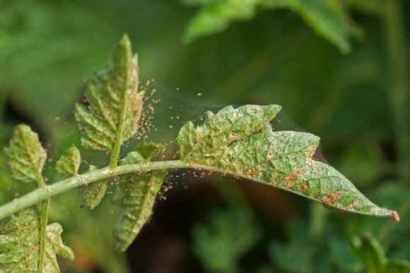 Spider mites on tomato leaf