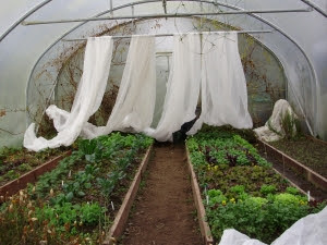 Gloom at 3pm in the polytunnel - looking a bit like a theatre set with the curtains drawn back!