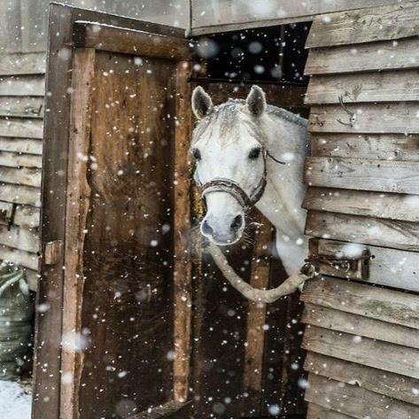 Winter-Snow-Horse-Hello