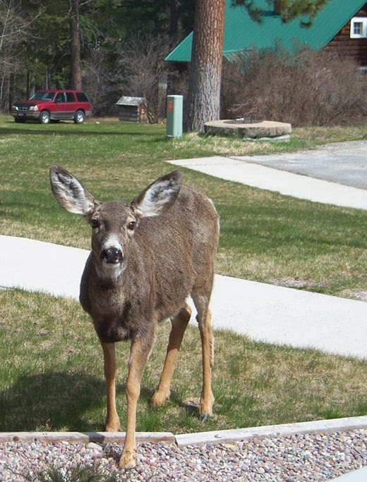 Deer standing in grassy yard with a house and car in the background